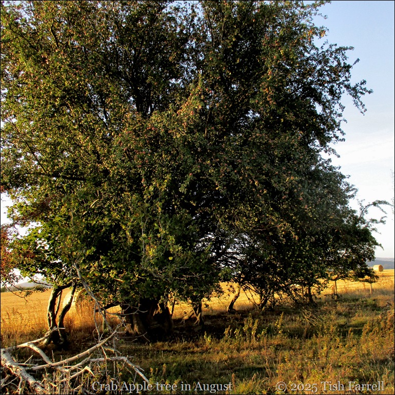 crab apple tree in August