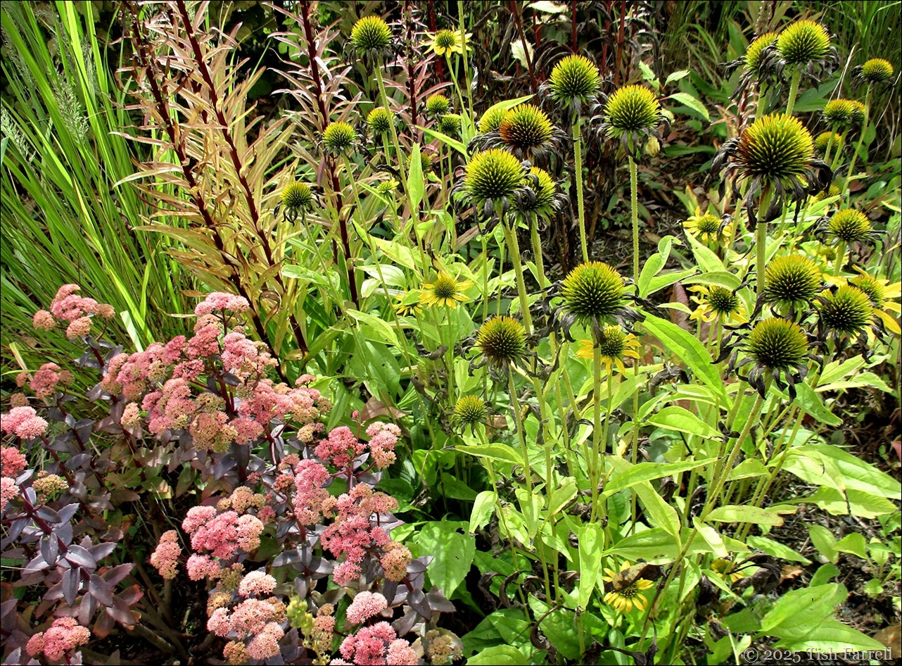 echinacea and ice plant