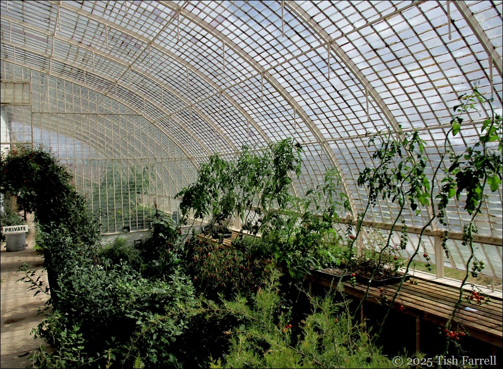 glasshouse 2