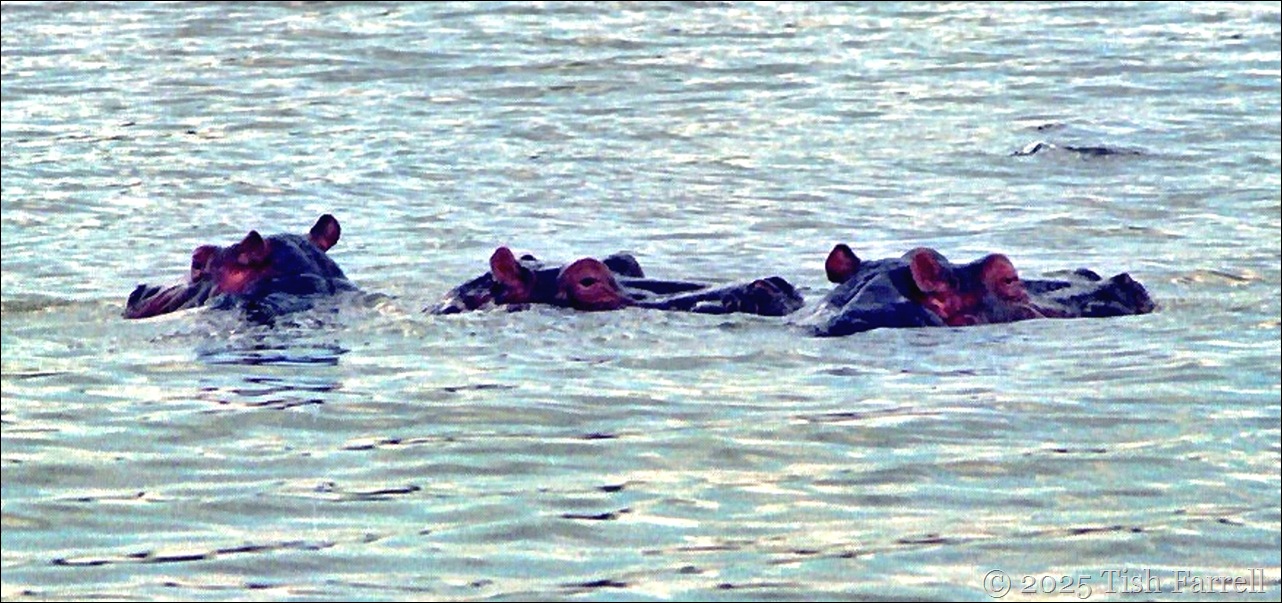 Hippos Naivasha header