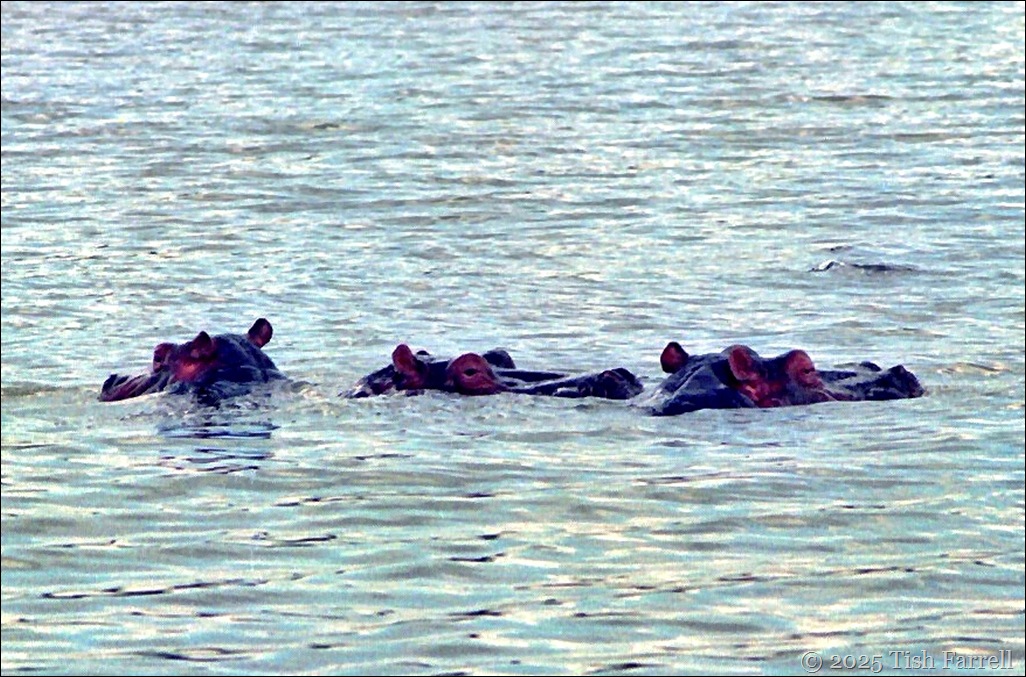 Hippos Naivasha