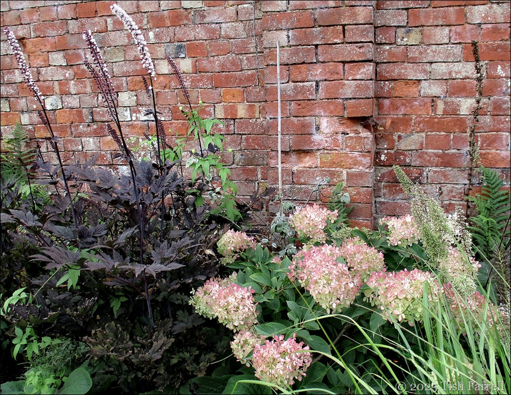 hydrangea and actaea