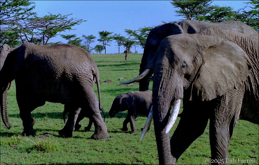 Maasai Mara elephants