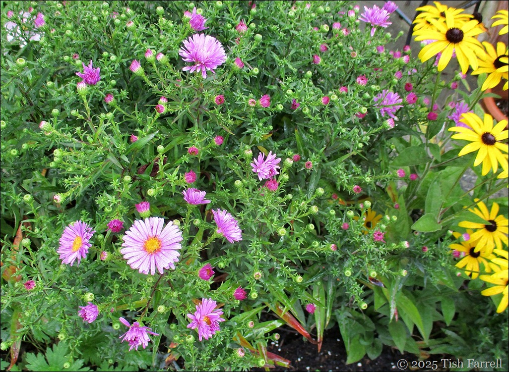 michaelmas daisy