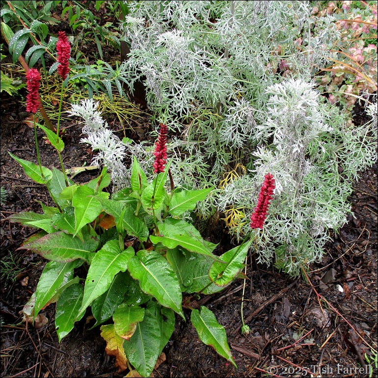 Persicaria Blackfield