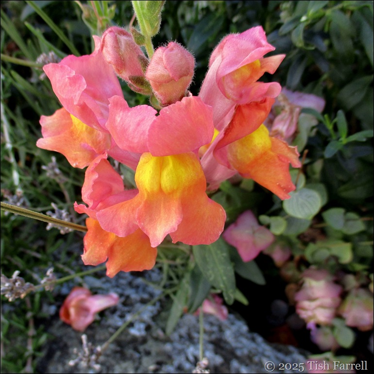 snapdragon