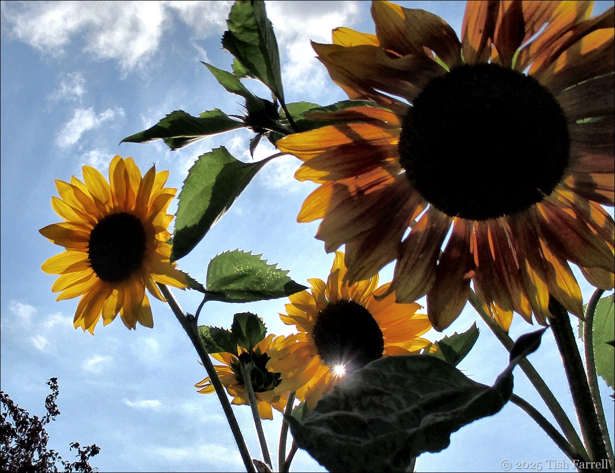 sun in sunflowers