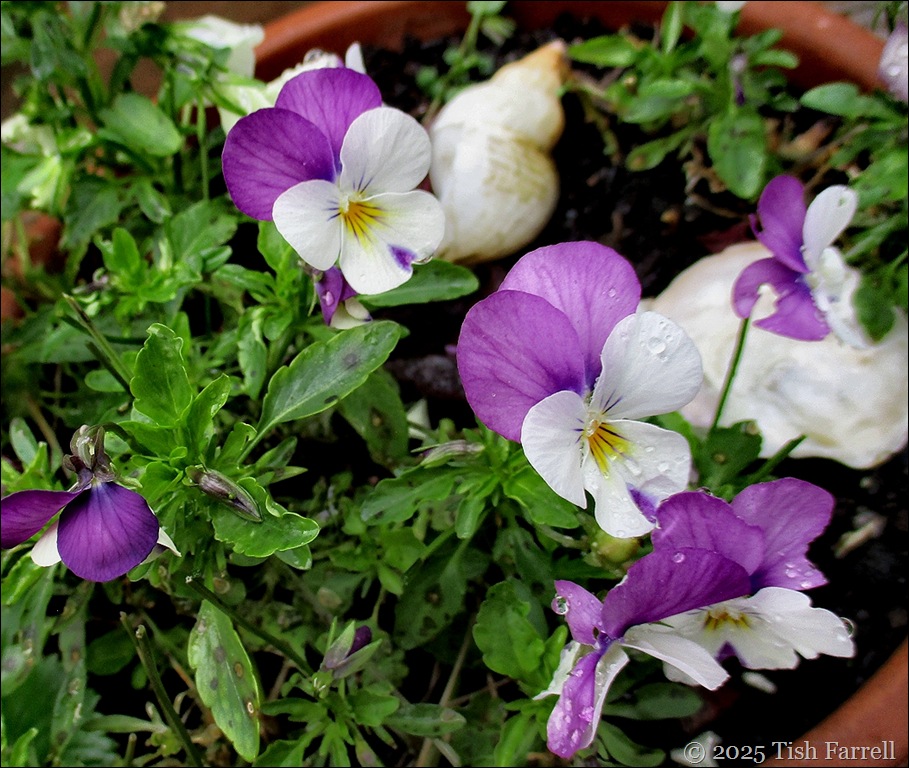 viola magnifico 2