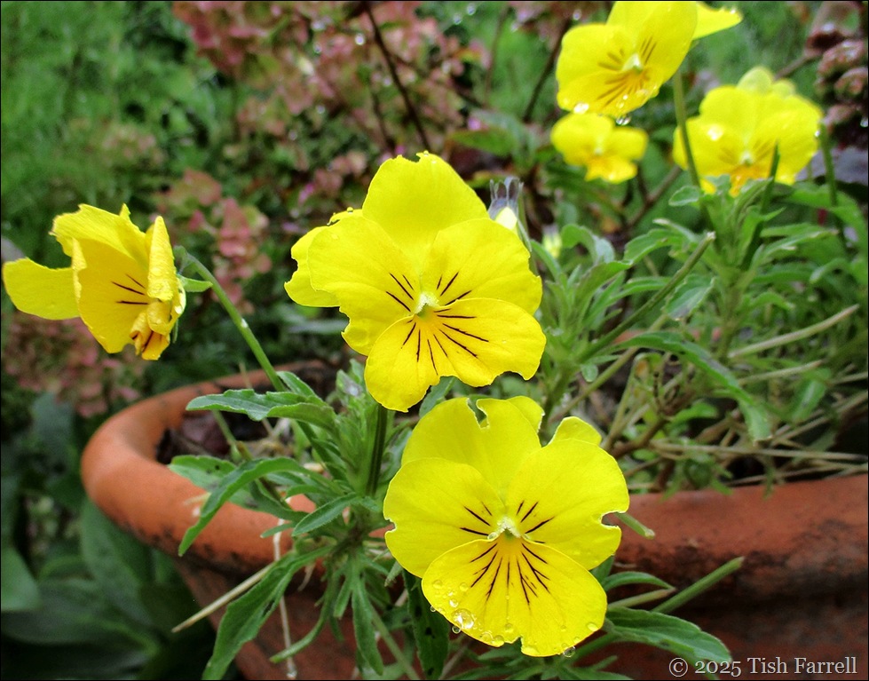 yellow viola