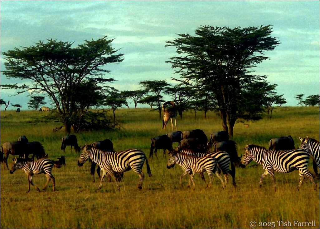 Zebra sunset Maasai Mara