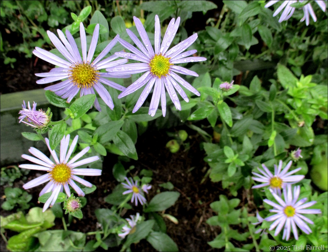 Aster × frikartii Mönch