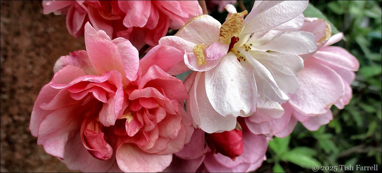 Cornelia rose header