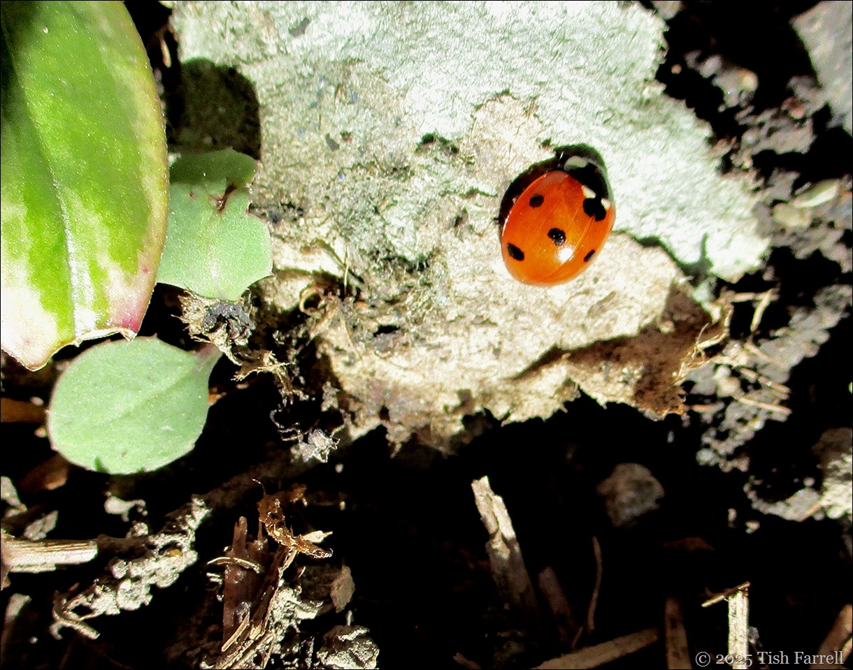 ladybird