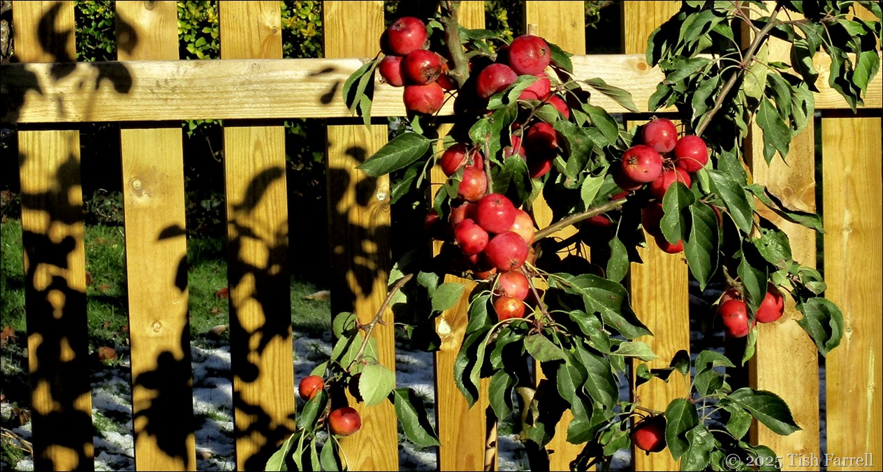 crab apple header