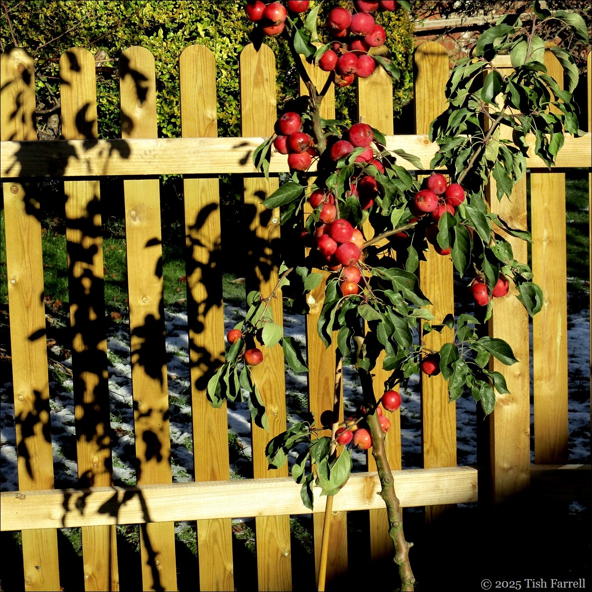 crab apple