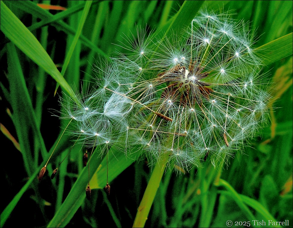 dandelion clock