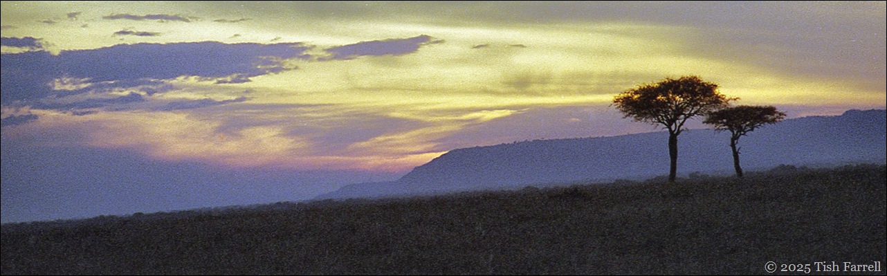 Desert date sunset header