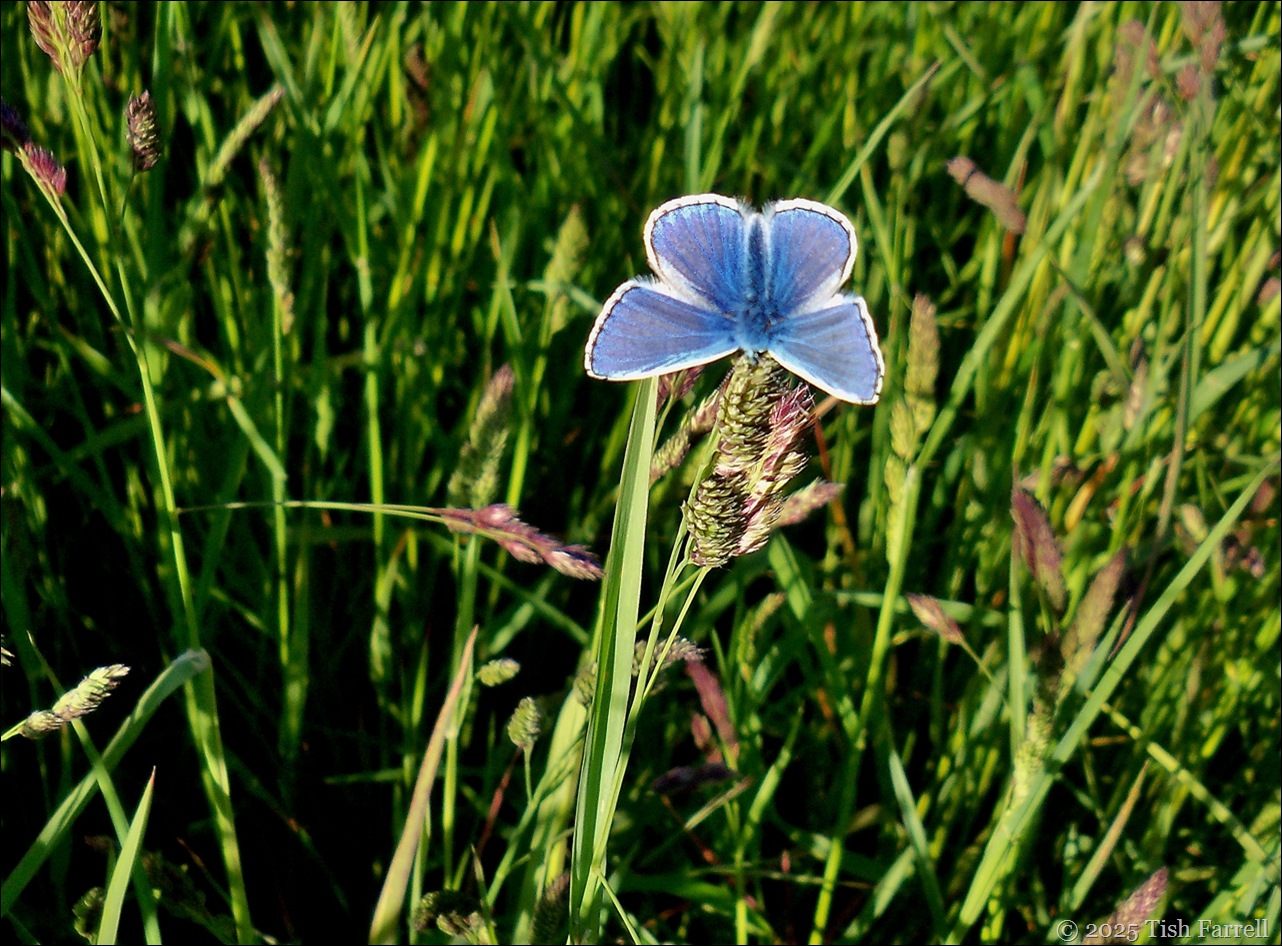 ephemeral common blue