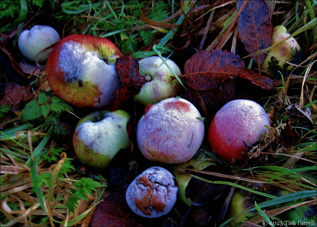 frosted apples bettter