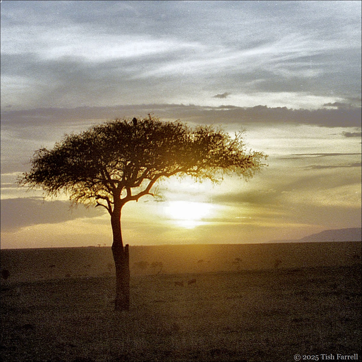 Maasai Mara sunset
