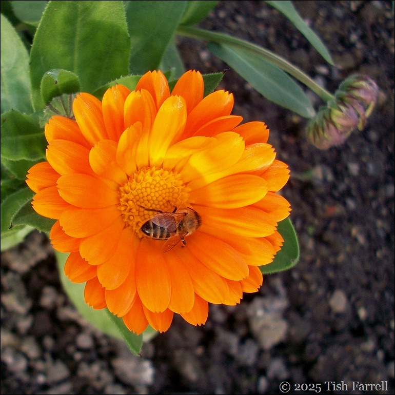 bee and marigold