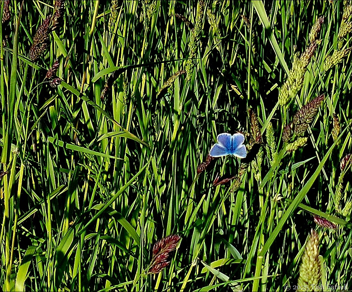 common blue