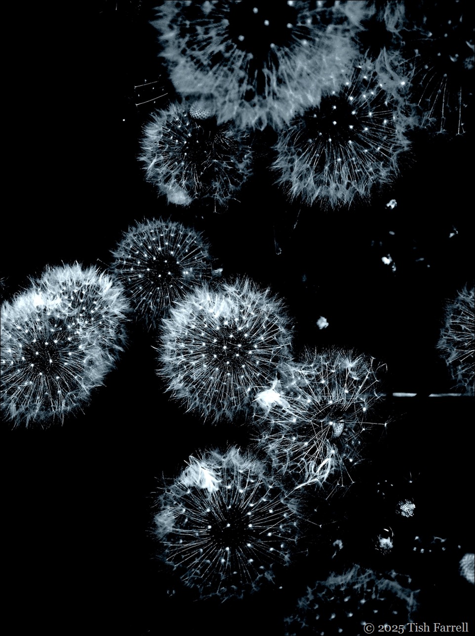 space between dandelion clocks