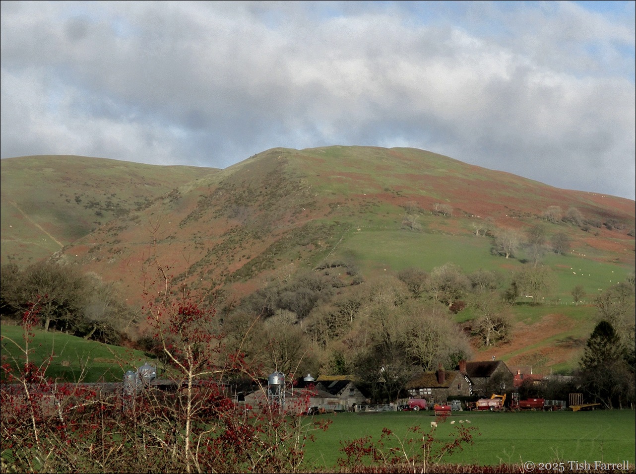 Christmas Day Long Mynd east