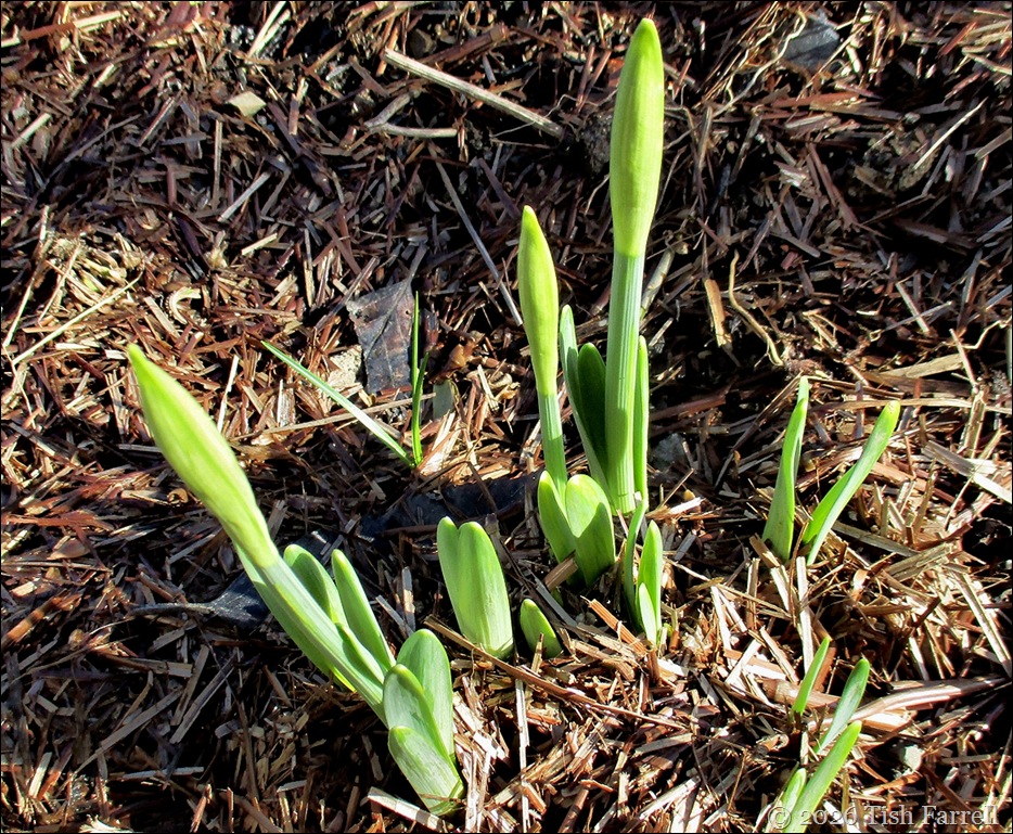 daffodils 
