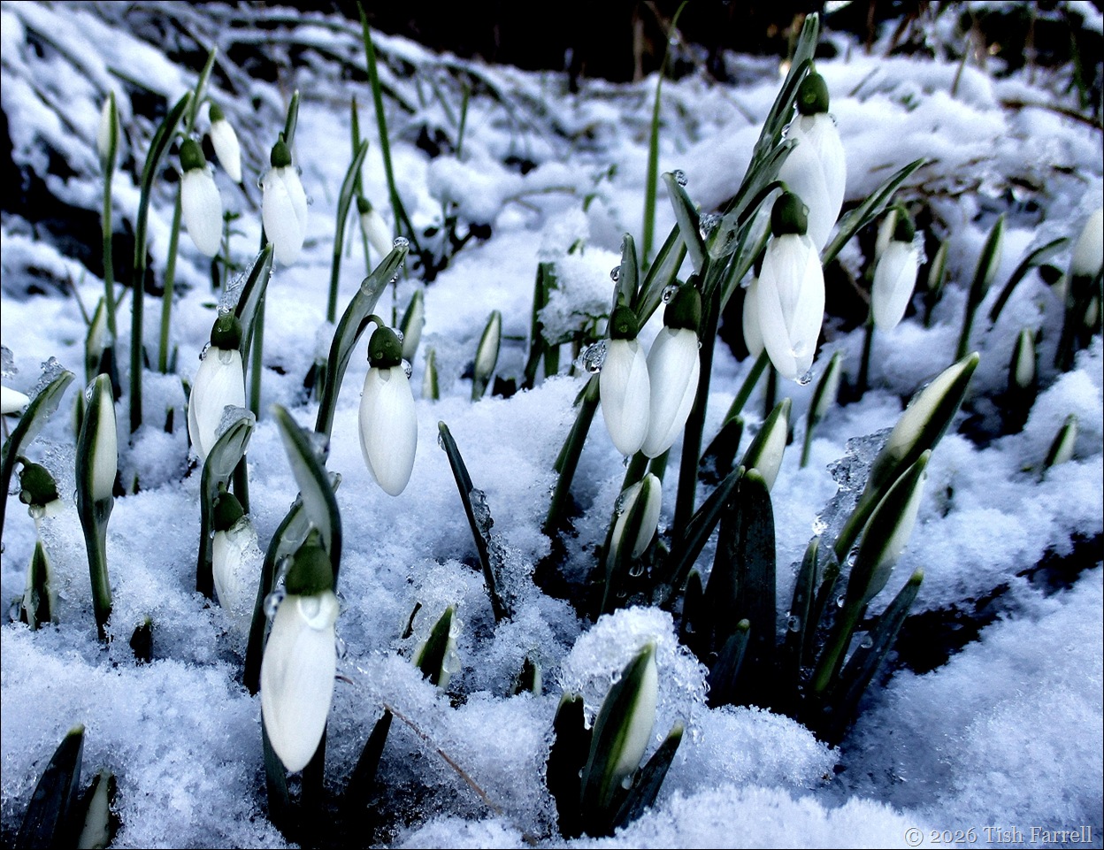 snowdrops 9