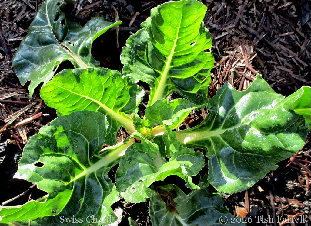 Swiss chard 3