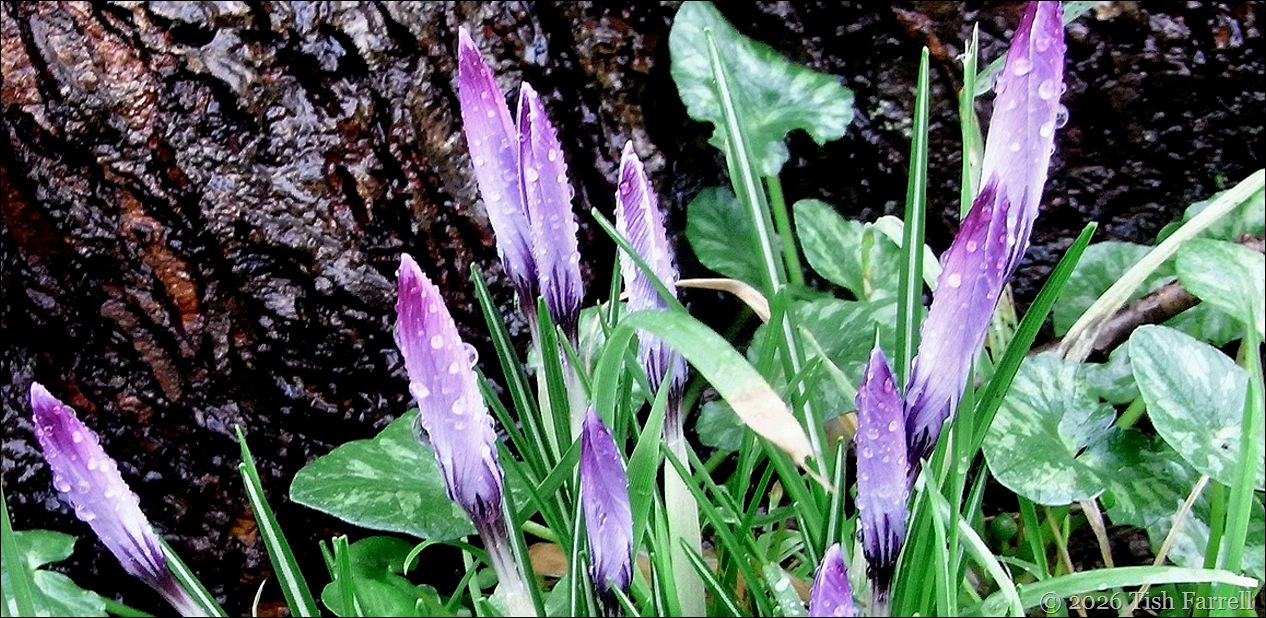 crocus 10 header