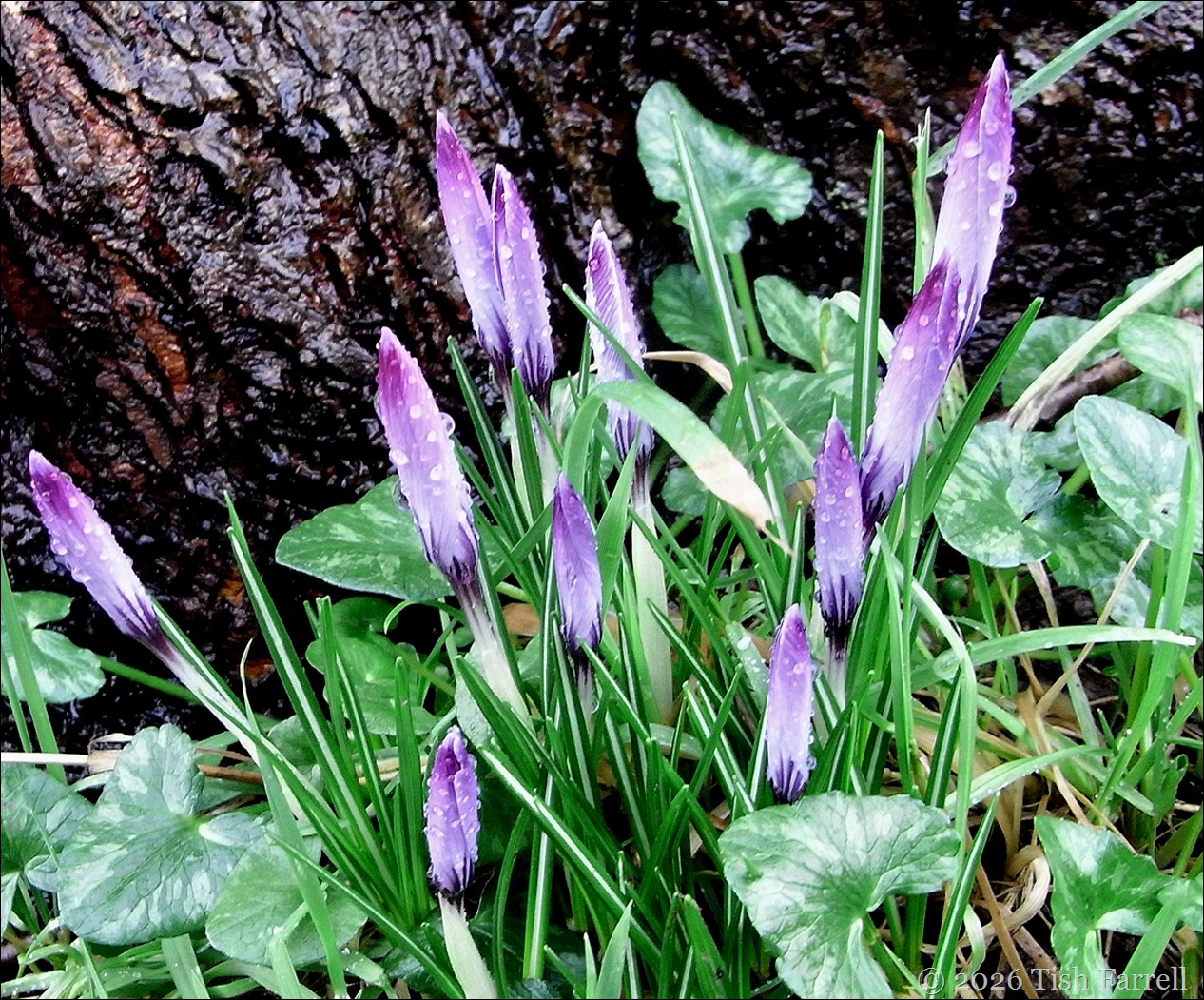 crocus 10