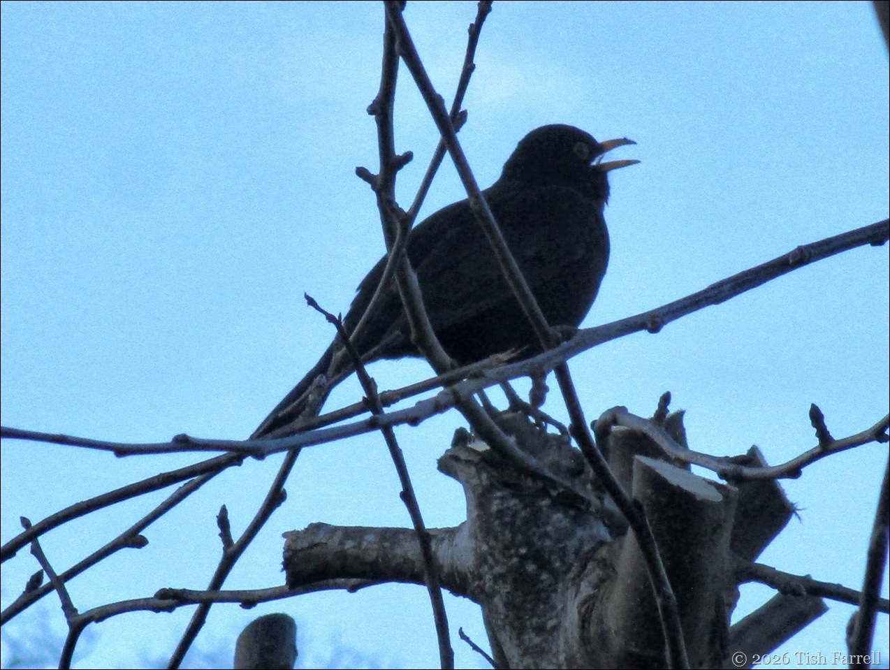 Blackbird serenade
