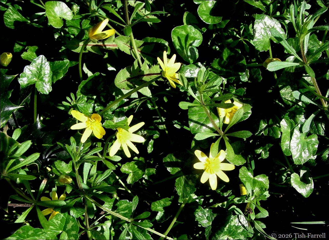 Celandines feb