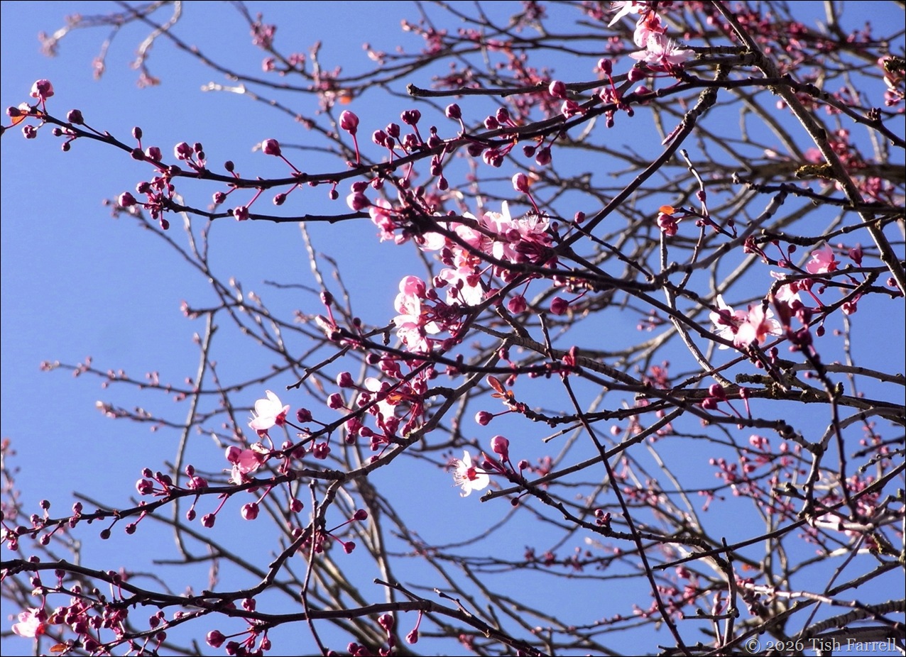 cherry plum feb