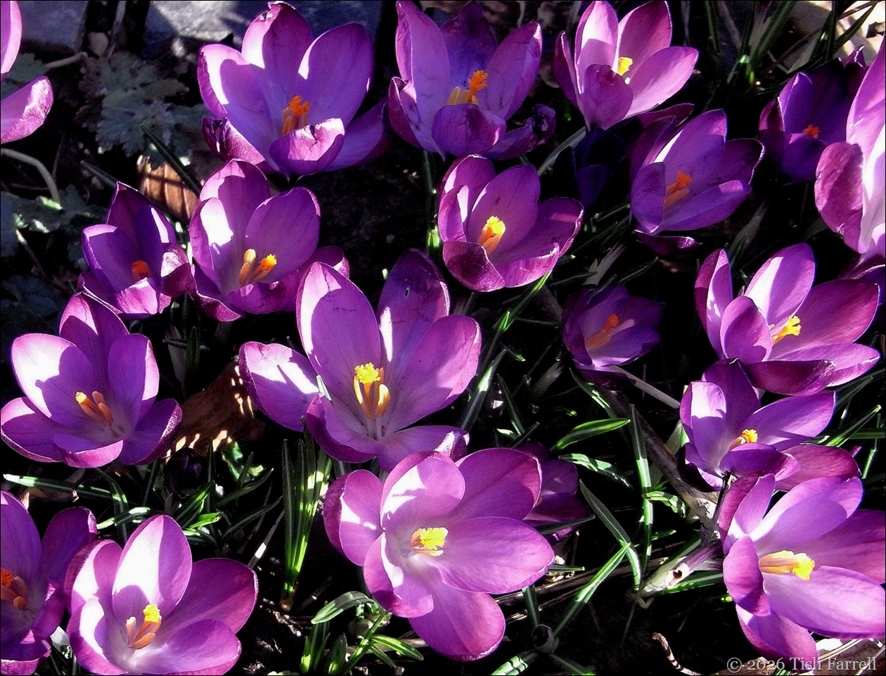 crocus feb 1