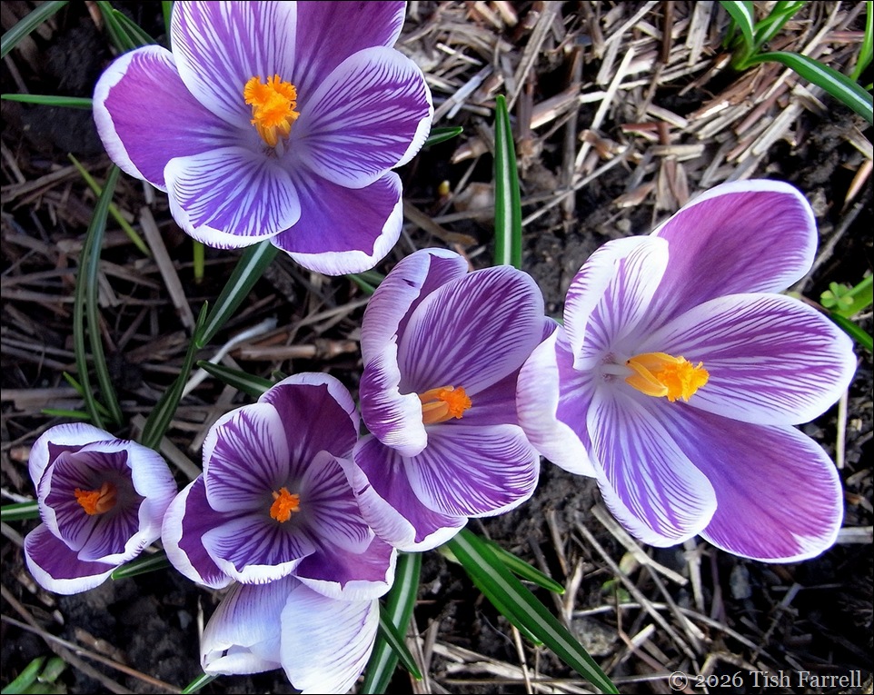 crocus feb 4 