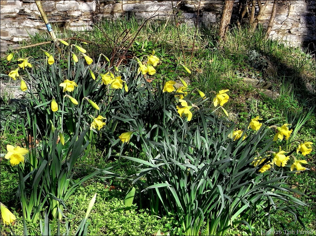 Daffodils Castle St feb