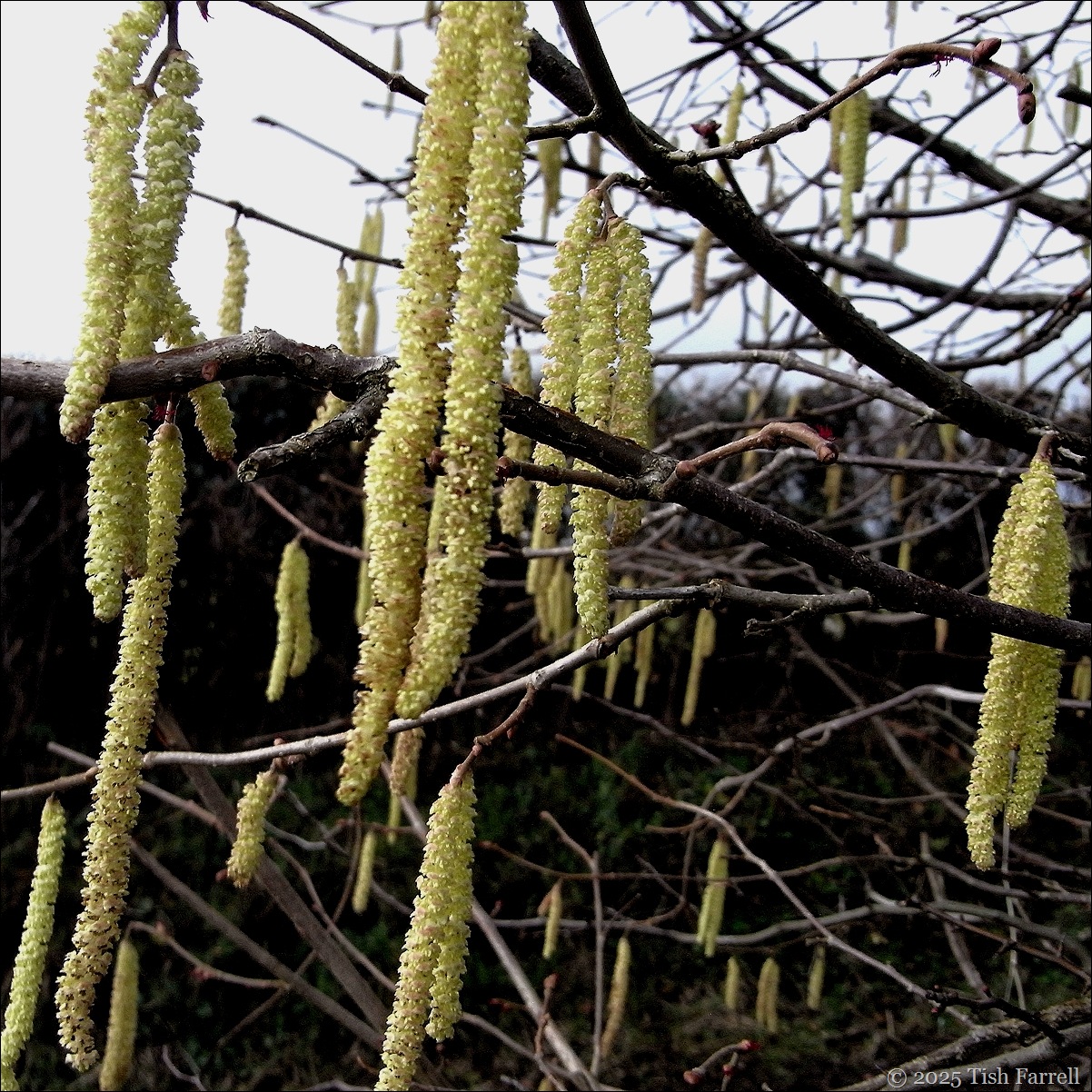 hazel catkins 2