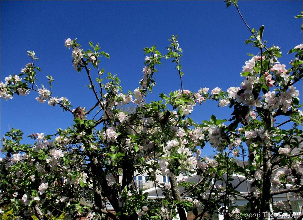 apple tree