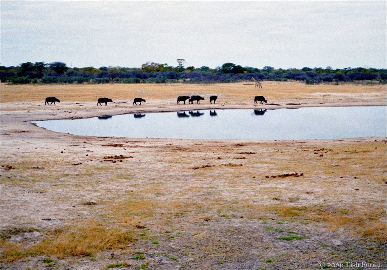 buffalo and giraffe Hwange