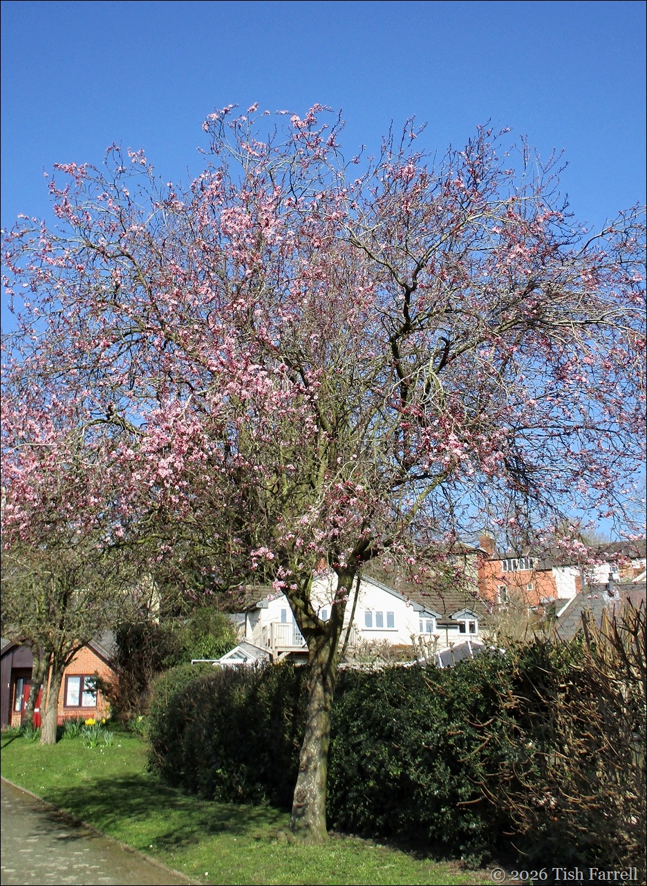 cherry plum in March