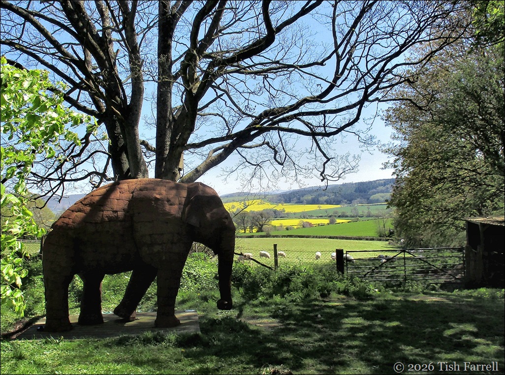 elephant