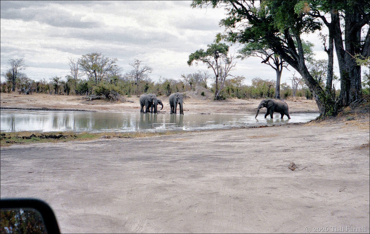 elephants for lunch and car mirror