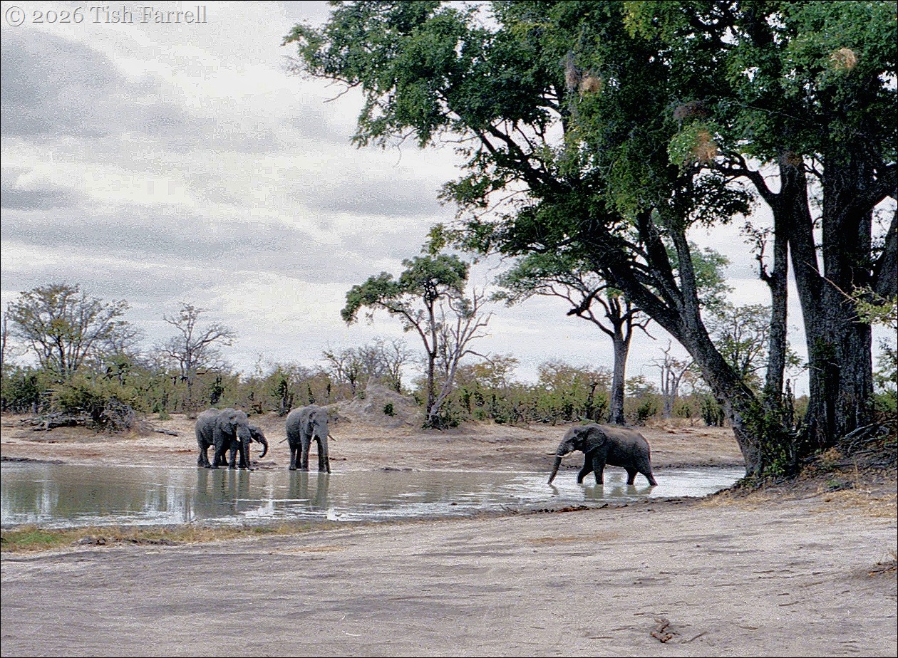 elephants with lunch