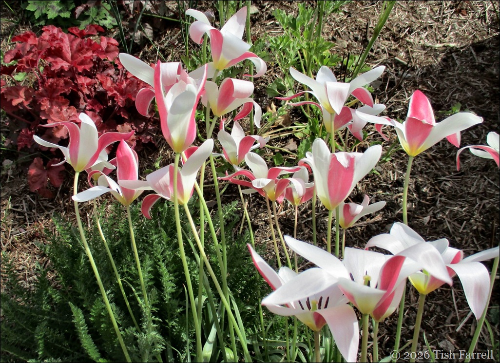 heart's delight tulip