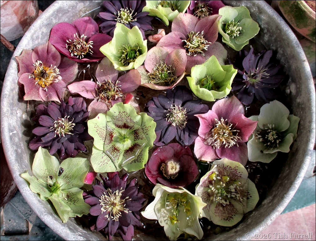hellebore display