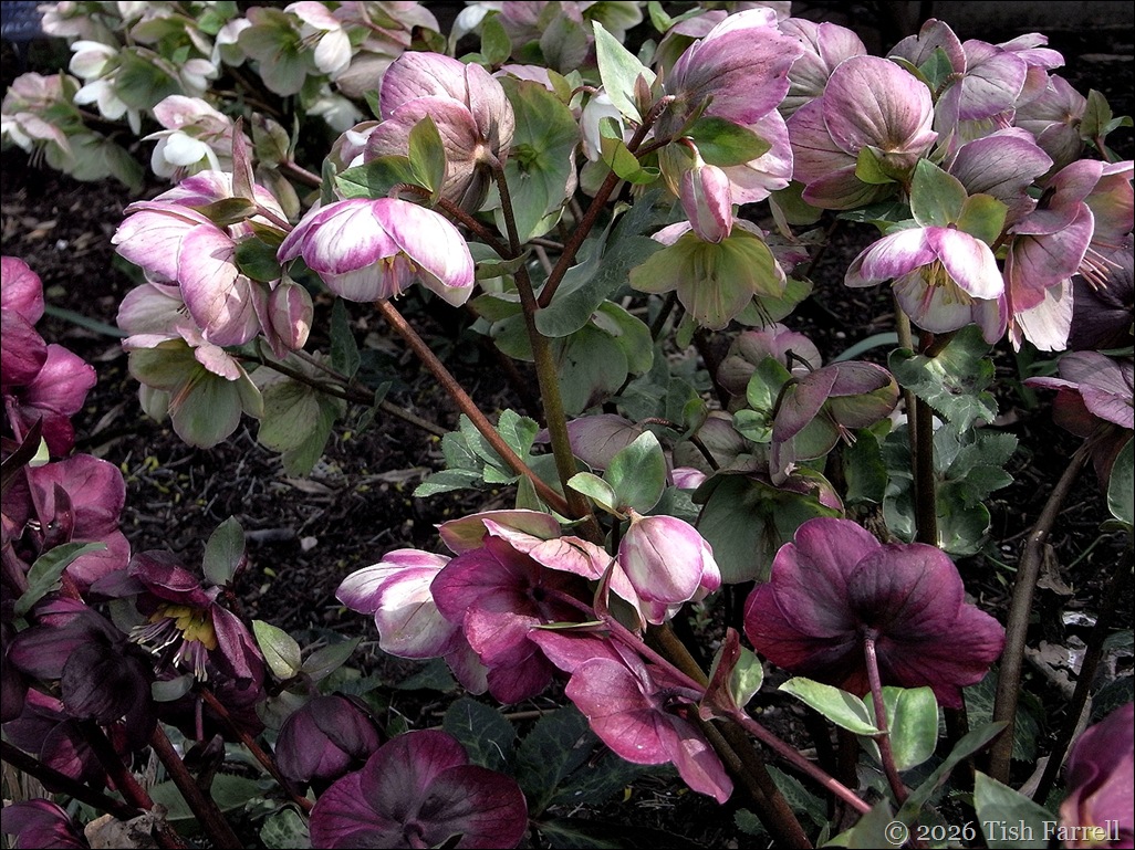 hellebores