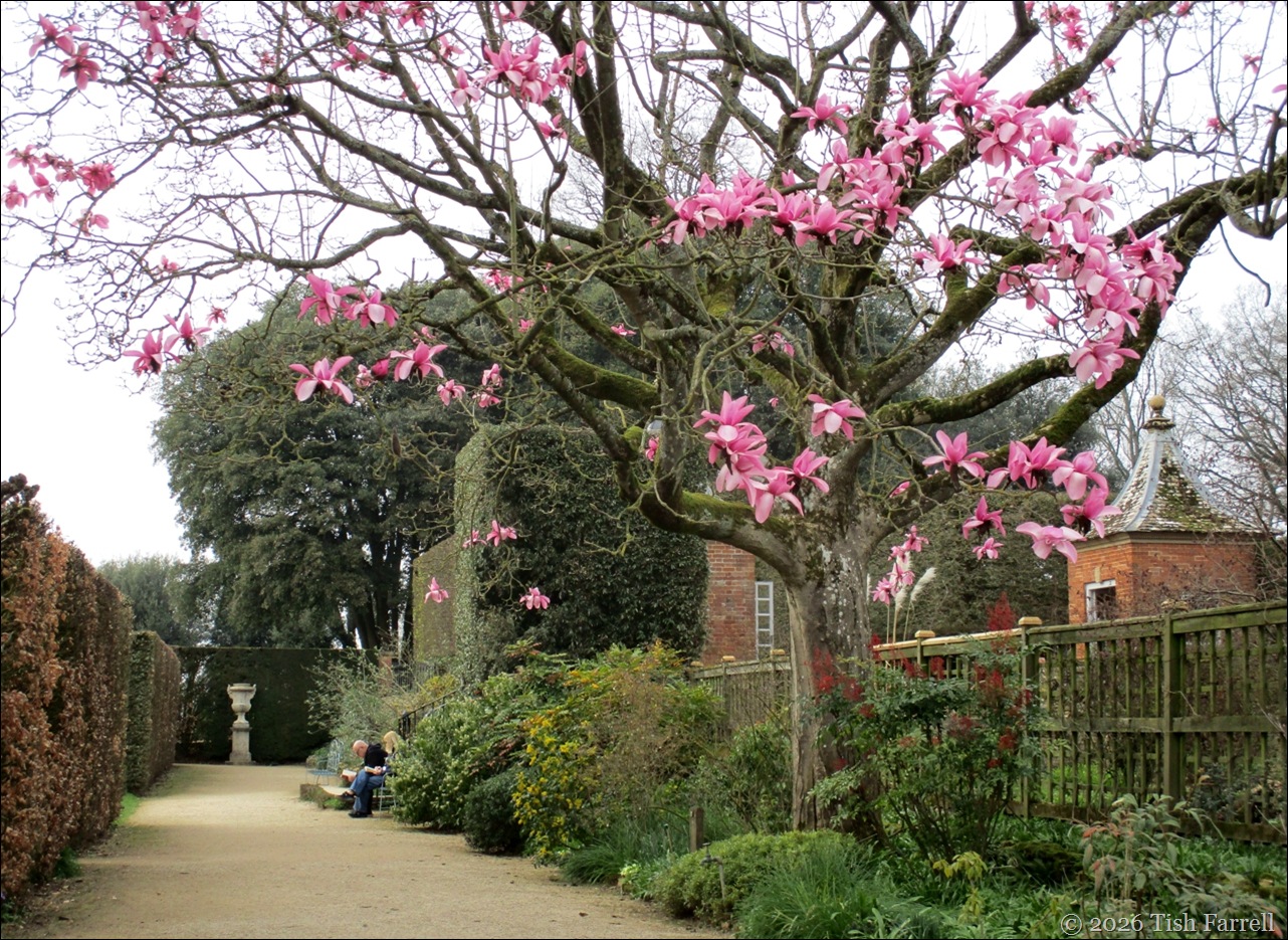 Hidcote magnolia border